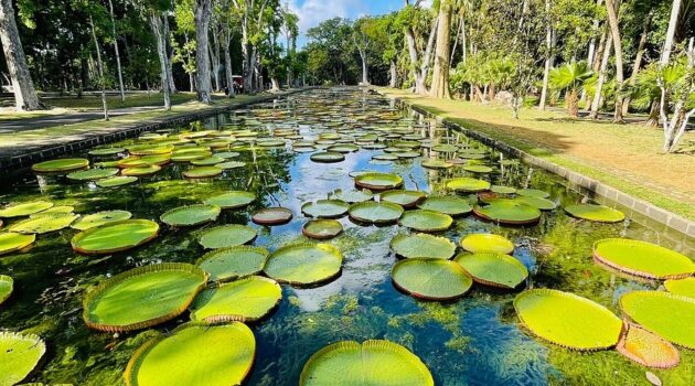 Sir Seewoosagur Ramgoolam Botanical Garden