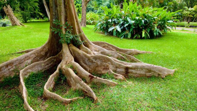 Sir Seewoosagur Ramgoolam Botanical Garden