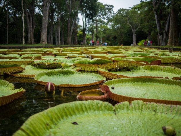 Sir Seewoosagur Ramgoolam Botanical Garden