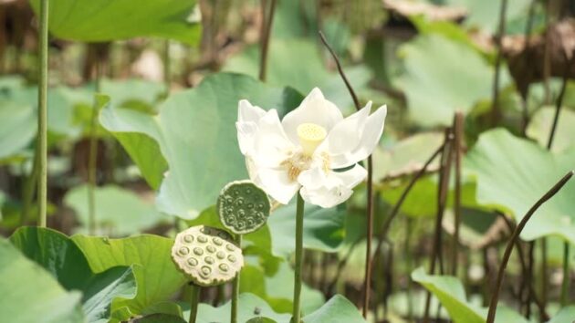 Sir Seewoosagur Ramgoolam Botanical Garden