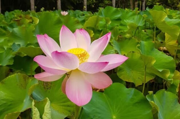 Sir Seewoosagur Ramgoolam Botanical Garden