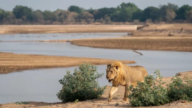 South Luangwa National Park