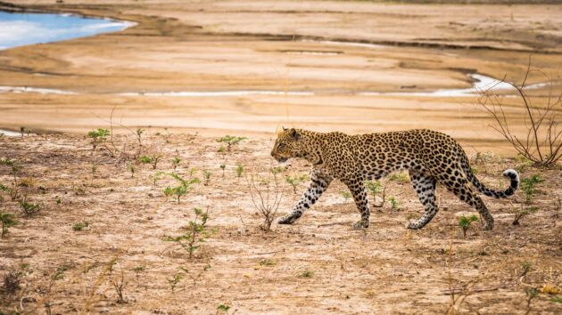 South Luangwa National Park
