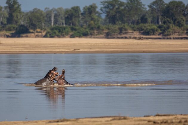 South Luangwa National Park