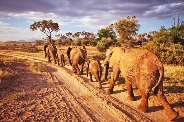 Tsavo East National Park