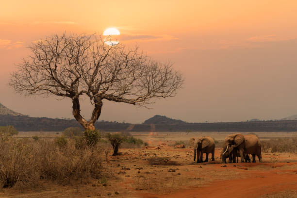 Tsavo East National Park