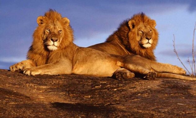Tsavo West National Park