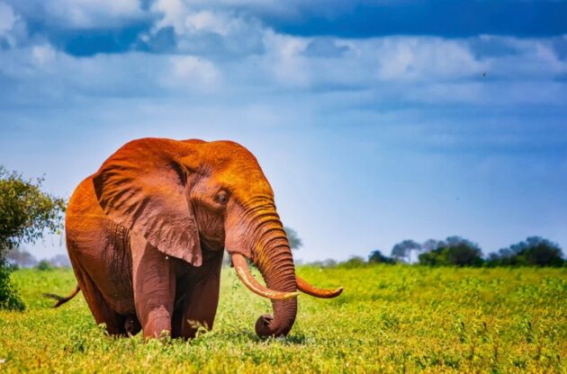 Tsavo West National Park