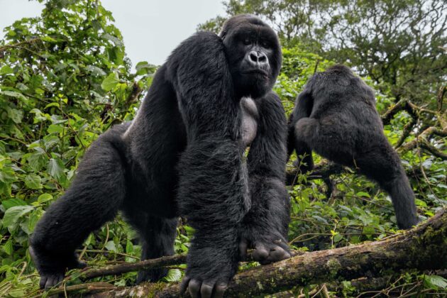 Virunga National Park
