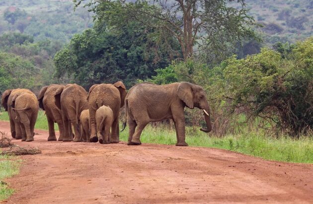 Virunga National Park