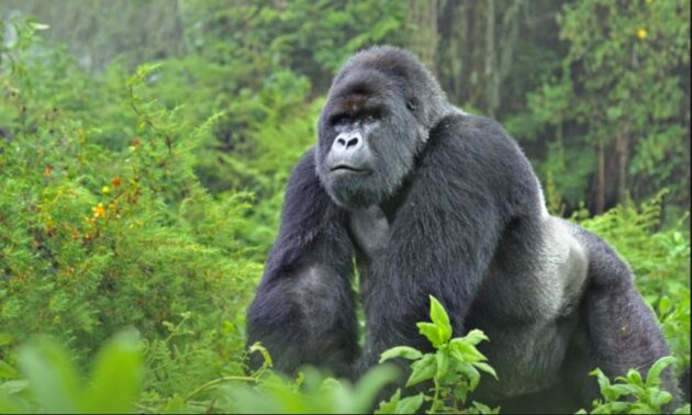 Virunga National Park