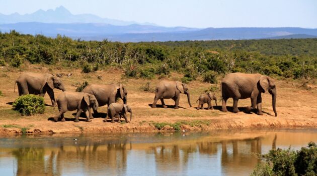Boma National Park