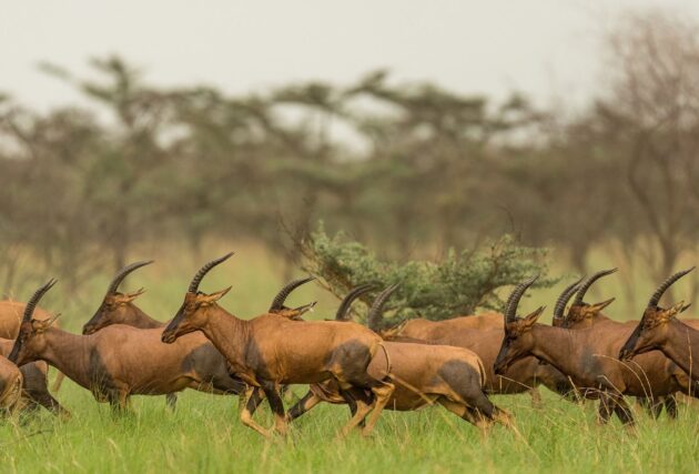 Boma National Park