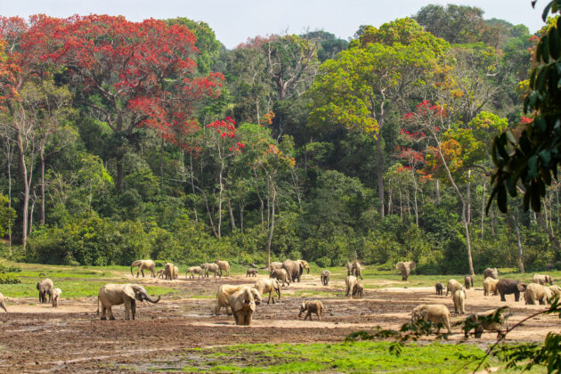 Dzanga-Sangha National Park
