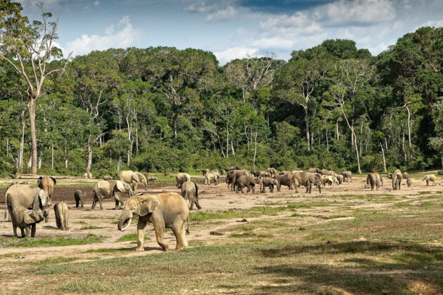 Dzanga-Sangha National Park
