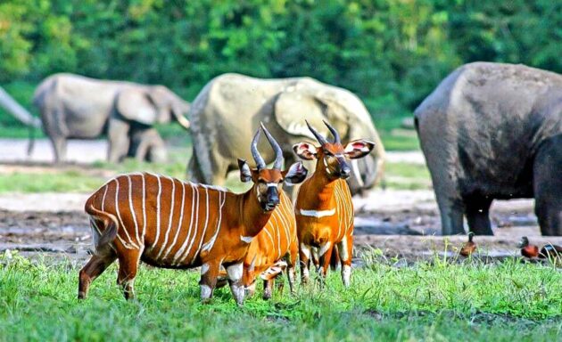 Dzanga-Sangha National Park