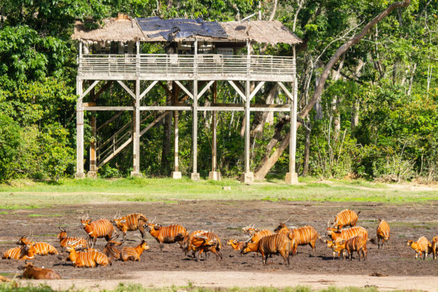 Dzanga-Sangha National Park