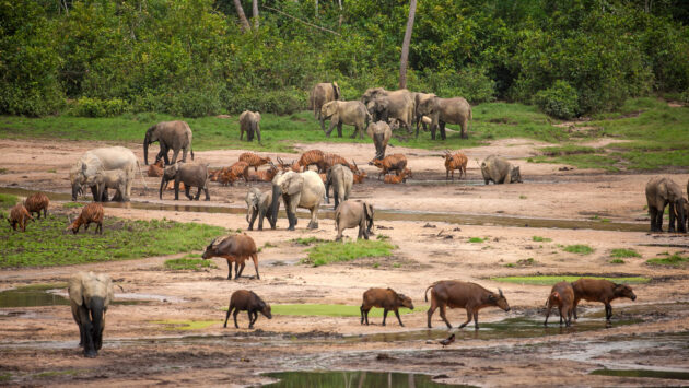Dzanga-Sangha National Park