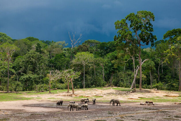 Dzanga-Sangha National Park