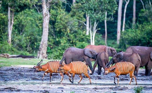 Dzanga-Sangha National Park