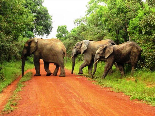 Mole National Park
