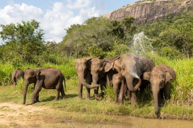 Mole National Park