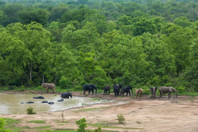 Mole National Park