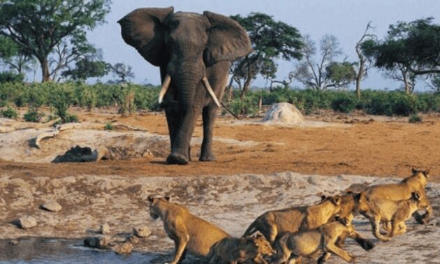 Niokolo-Koba National Park