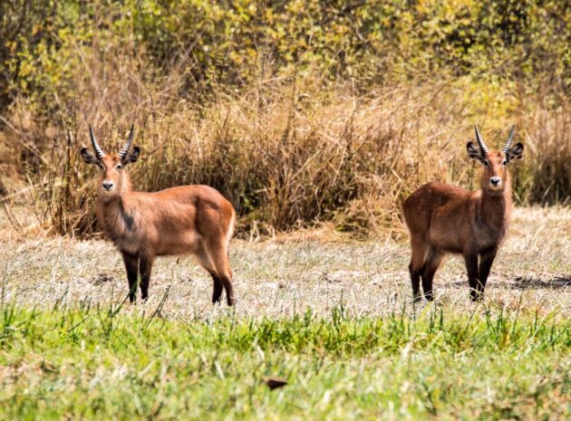 Niokolo-Koba National Park