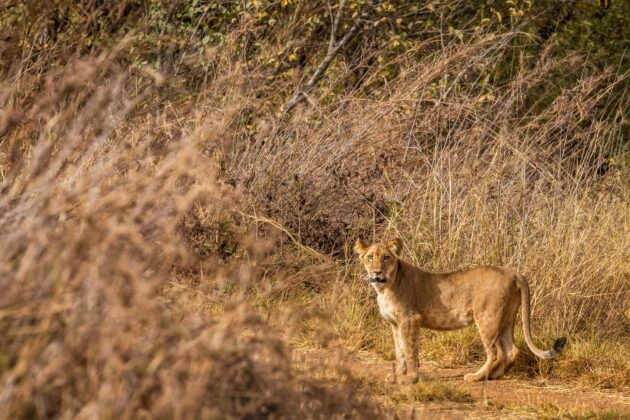 Pendjari National Park