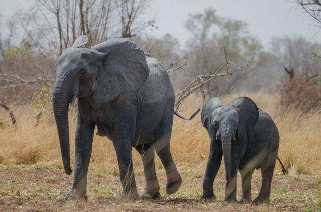 Pendjari National Park