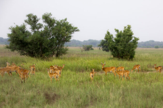 Pendjari National Park