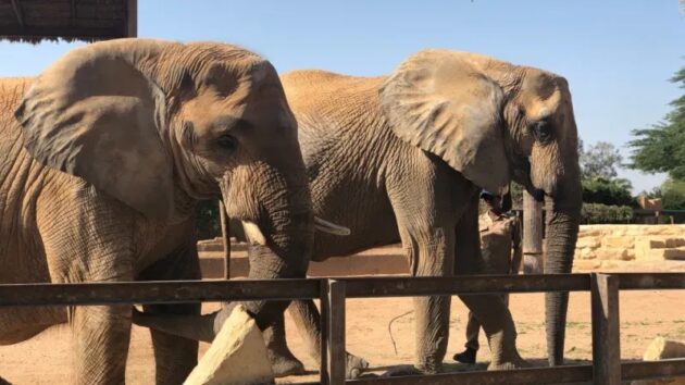 Riyadh Zoo