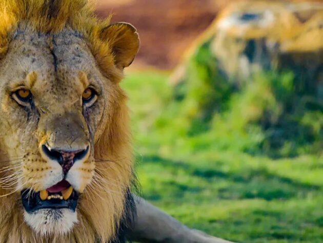 Riyadh Zoo