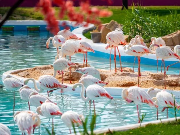 Riyadh Zoo