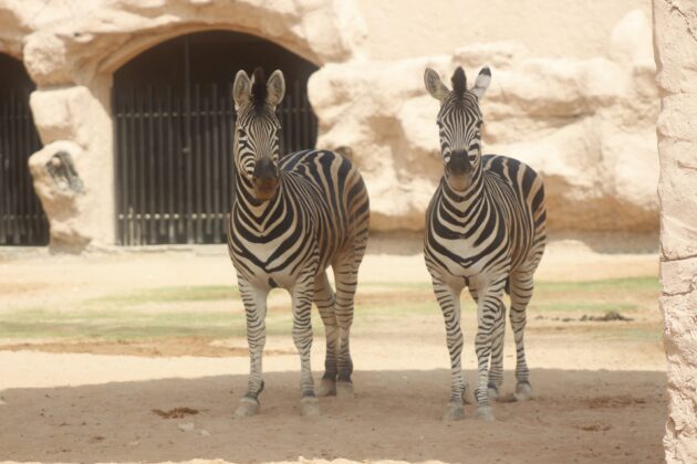 Riyadh Zoo