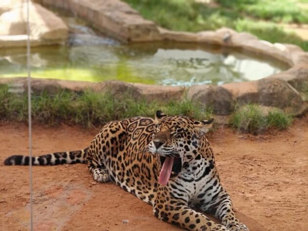 Riyadh Zoo