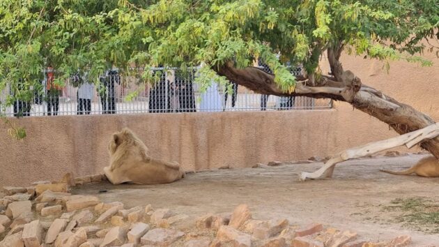 Riyadh Zoo
