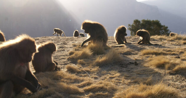 Simien Mountains National Park