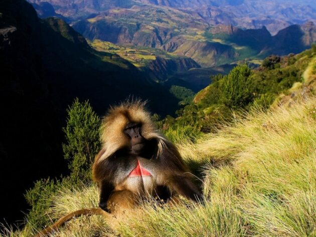 Simien Mountains National Park
