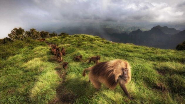 Simien Mountains National Park