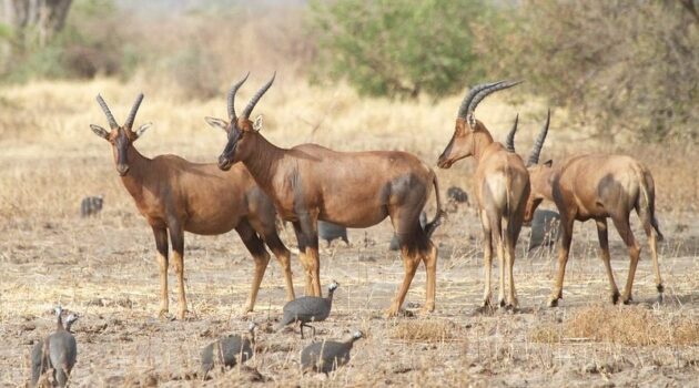 Waza National Park