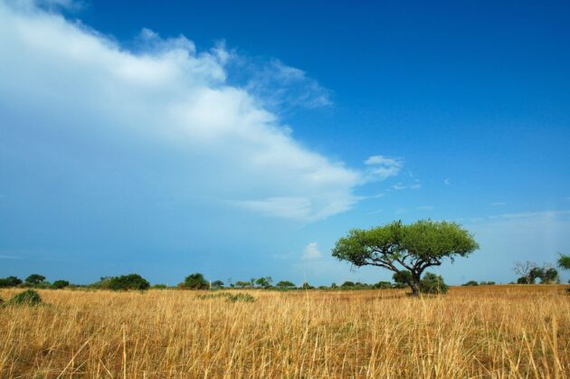 Waza National Park