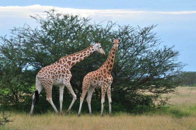 Waza National Park