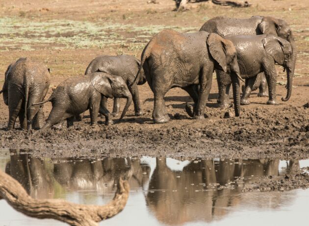 Waza National Park