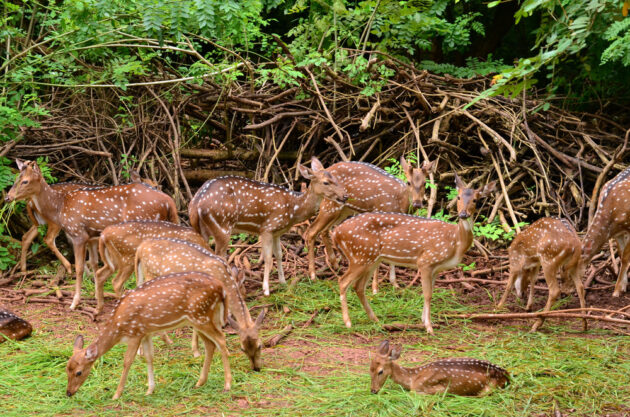 Waza National Park