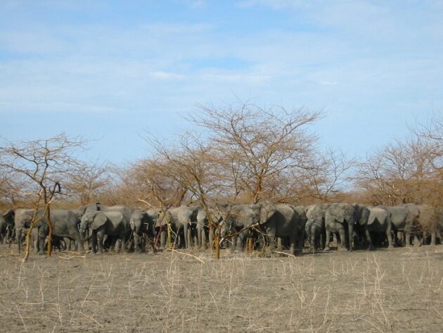 Waza National Park