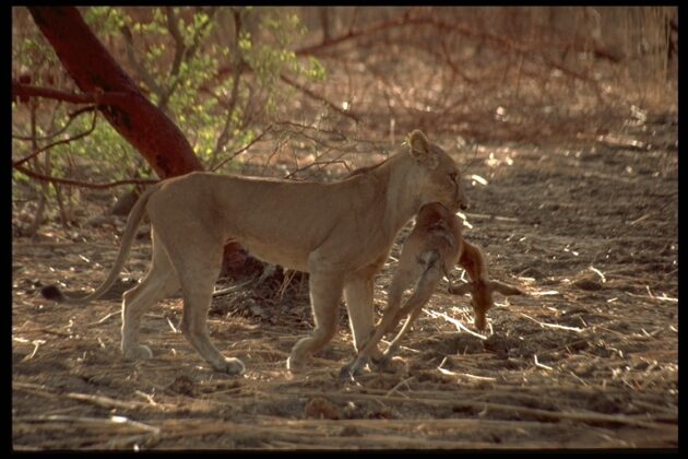 Waza National Park