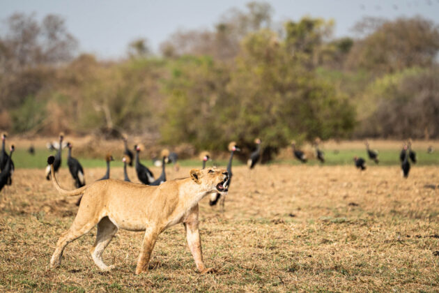 Zakouma National Park