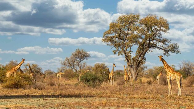Zakouma National Park